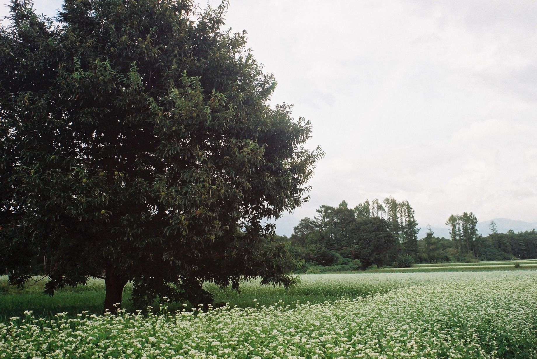 イスコ・ゲッチンゲン(Isco Göttingen)のトリプレット標準レンズ