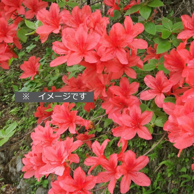 ヤマツツジ（山躑躅）