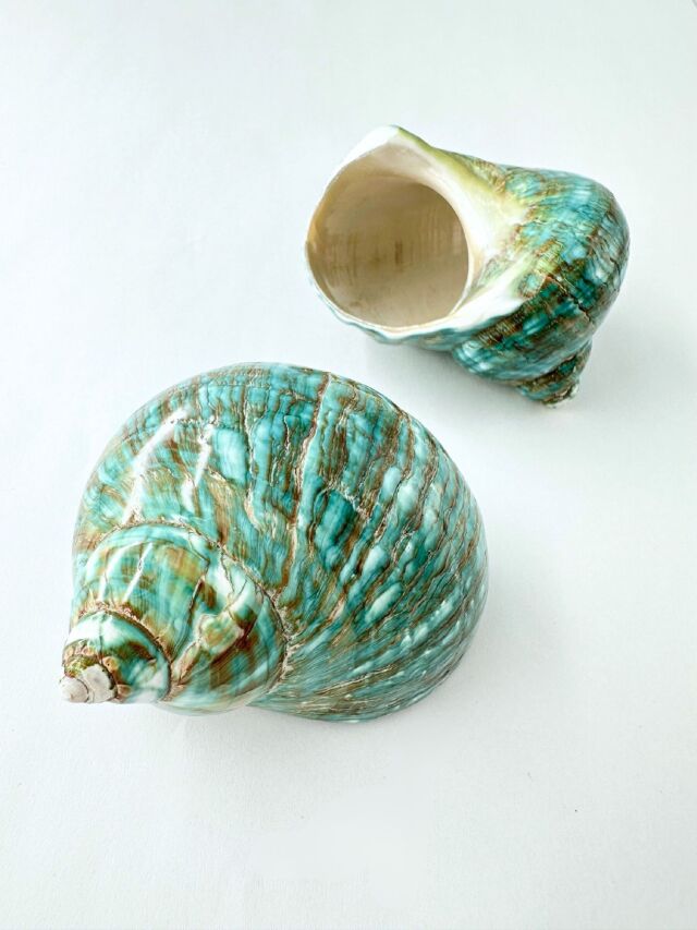 ターボブロゴスブルー磨き(アフリカヤコウガイ)【約7±0.5cm/1個】En