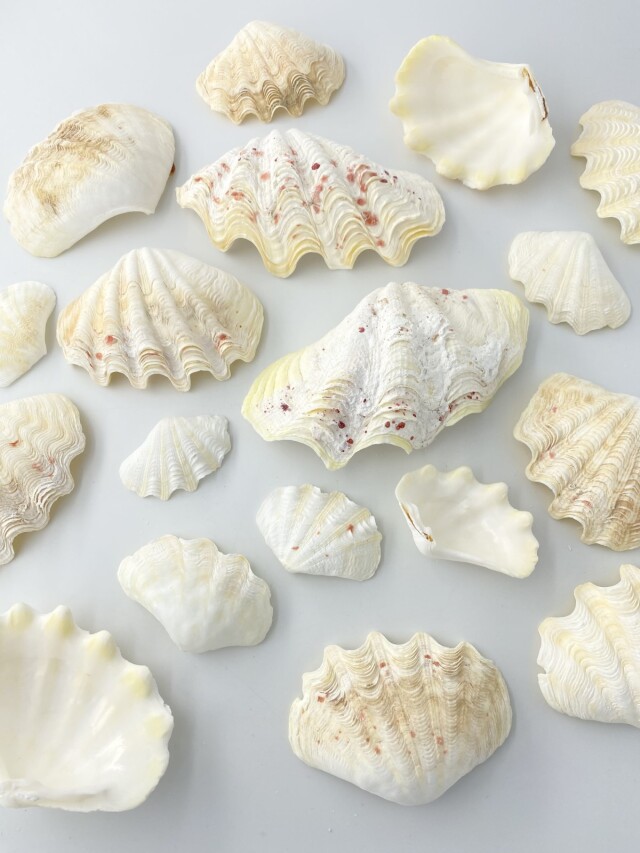 シャコガイ片面ミックス(漂白済)【約5～12cm/約1kg】 - Not for