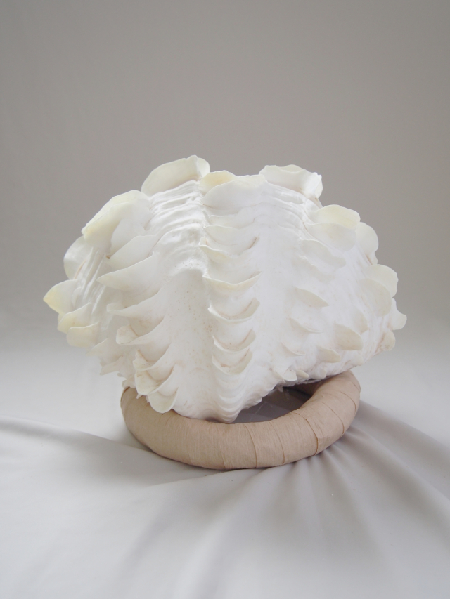 シャコガイ両面 現品 No.27（ヒレシャコガイ）【約26cm 3.6kg