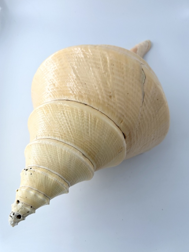 アラフラオオニシ磨きNO.2016【約51.5cm/約2700g/1個/現品】 En