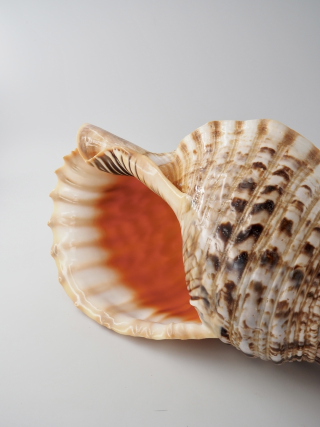 ホラガイ【37cm前後/1個】法螺貝 貝殻