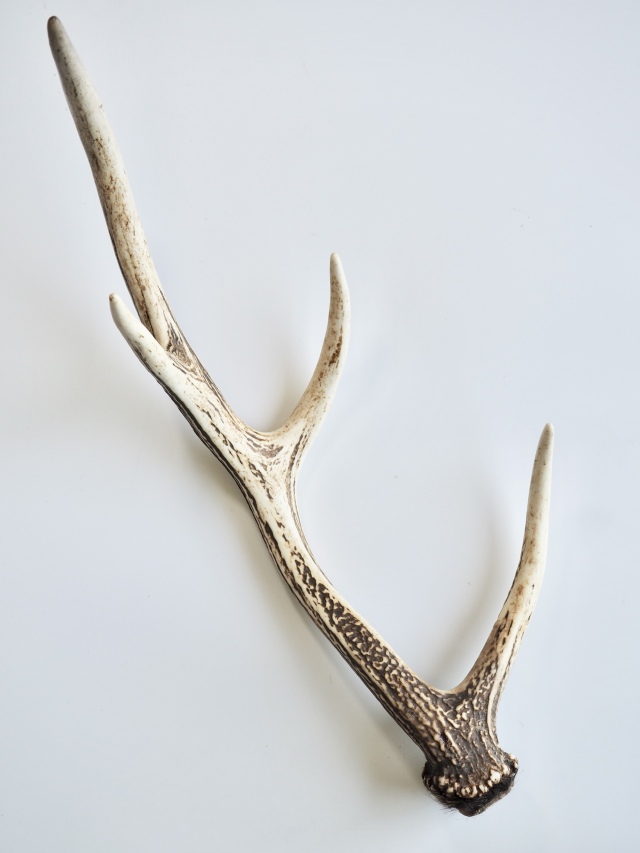 エゾジカの角【60cm以上-おまかせ発送-】鹿の角 En: - Not for