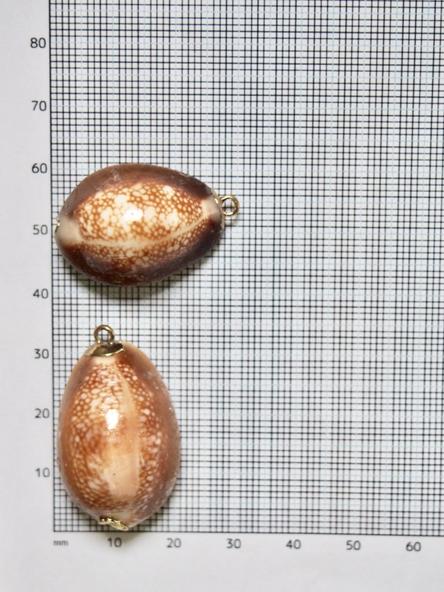 シェルチャーム - タカラガイ（ゴールドエッジ）【約2.5～3.0cm