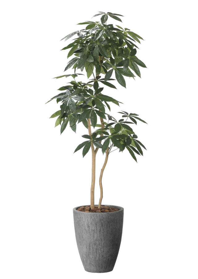 光触媒 光の楽園 ナチュラルロイヤルベンジャミン1.8m【インテリア