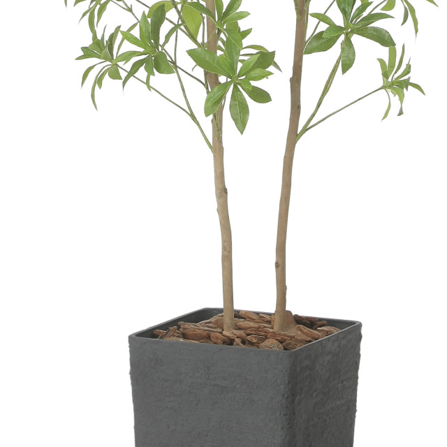 光触媒 光の楽園 インテリアフレッシュアセビ1.5m【インテリア