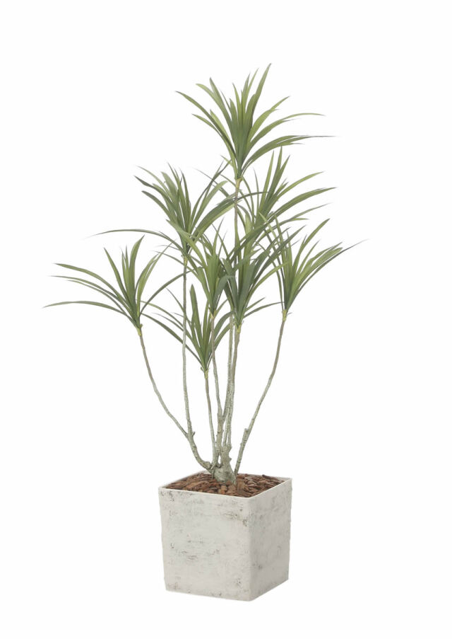 光触媒 光の楽園 インテリアドラセナ1.4（ポリ製）【インテリア