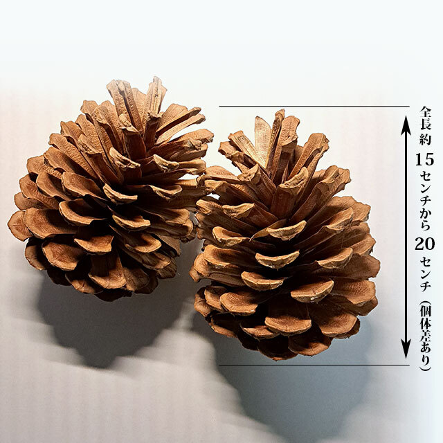 大王松の種・巨大な松ぼっくり・お得10個セット