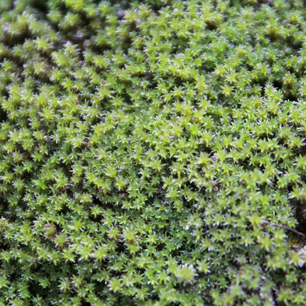 スナゴケ (砂苔) マット 58cm×28cm 10枚セット