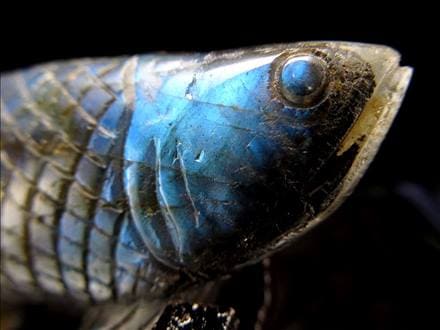☆繊細彫刻！龍魚と呼ばれる古代魚☆権力や繁栄、事業の発展の意味を