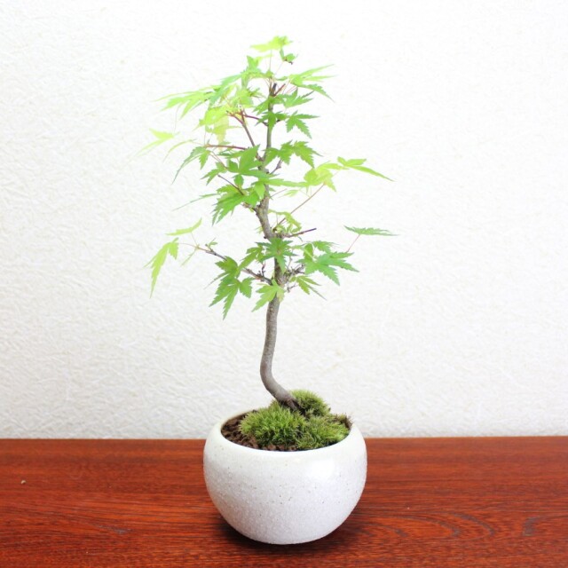 イロハモミジ盆栽 いろはもみじ