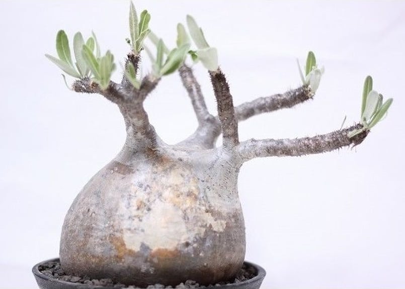 Pachypodium Gracilius パキポディウム グラキリス №8 扁平 短枝