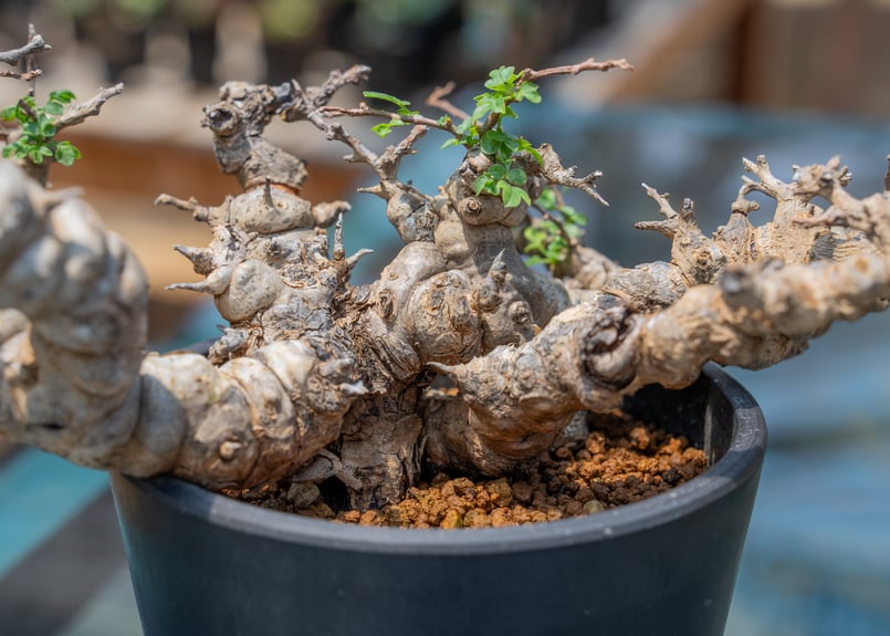 コミフォラ エイル 特選株 | mana's farm:塊根植物・アガベ・ドライ