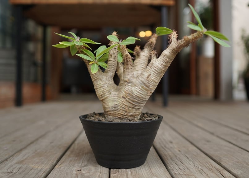 パキポディウム マカイエンセ Pachypodium makayense | mana's f