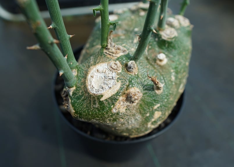 アデニア グロボーサ Adenia globosa | mana's farm:塊根植物・アガ