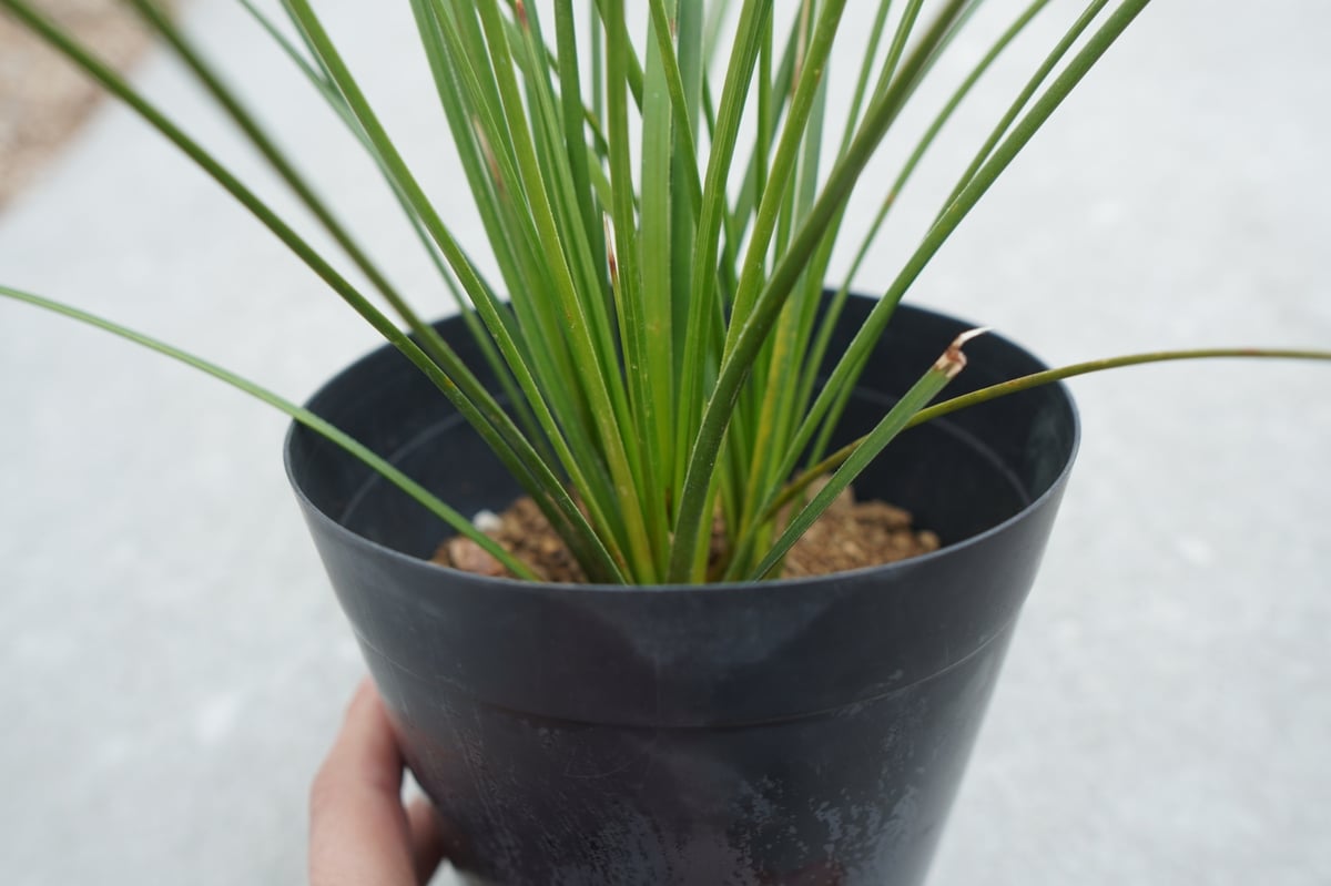 ダシリリオン ロンギシマム Dasylirion longissimum No.2 | ma