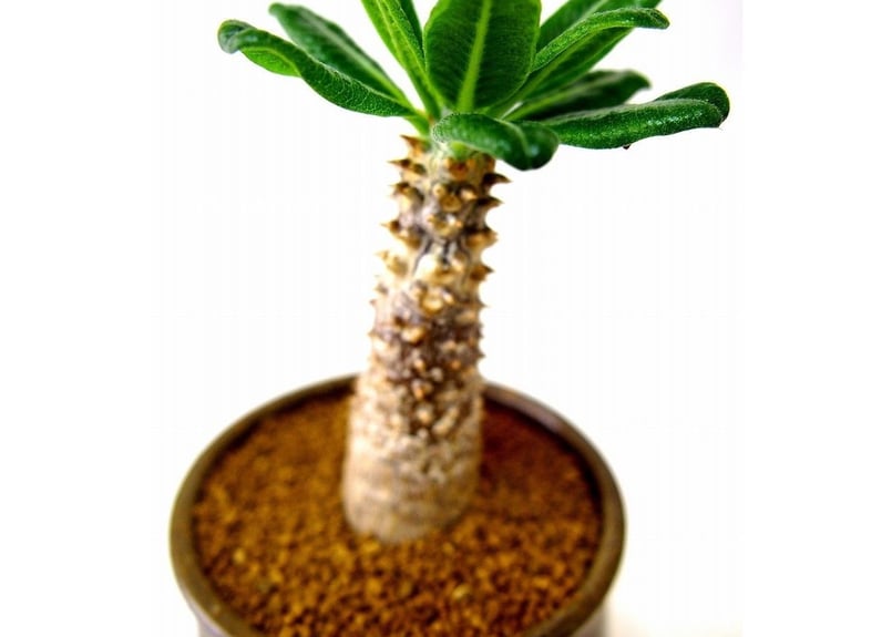 Pachypodium Tackyi パキポディウム タッキー | mana's farm:塊