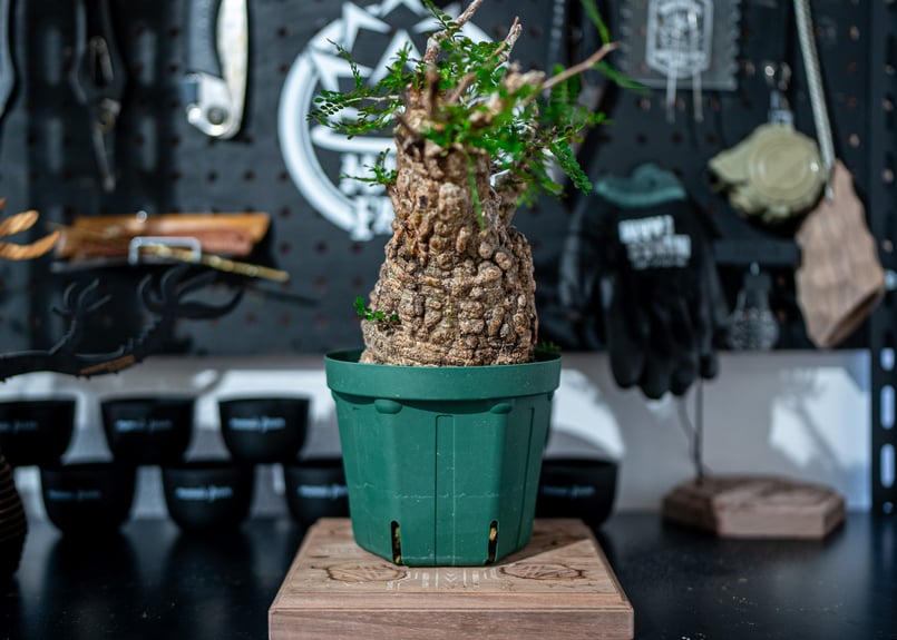 オペルクリカリア パキプス Operculicarya pachypus No.1 | man