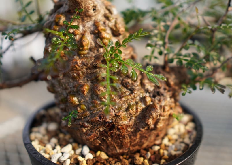 オペルクリカリア パキプス ボコボコNO.1 | mana's farm:塊根植物