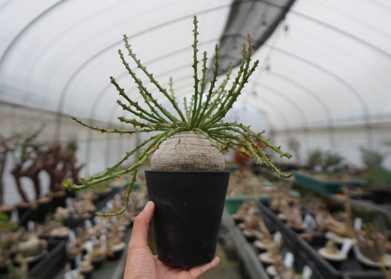 ユーフォルビア デシドゥア | mana's farm:塊根植物・アガベ・ドライ