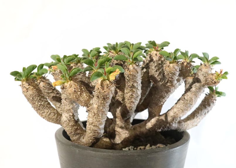 良型！】ユーフォルビア ギラウミニアナ 実生 【1】 | mana's farm