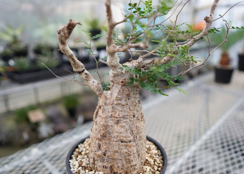 オペルクリカリア パキプス 《2》 | mana's farm:塊根植物・アガベ