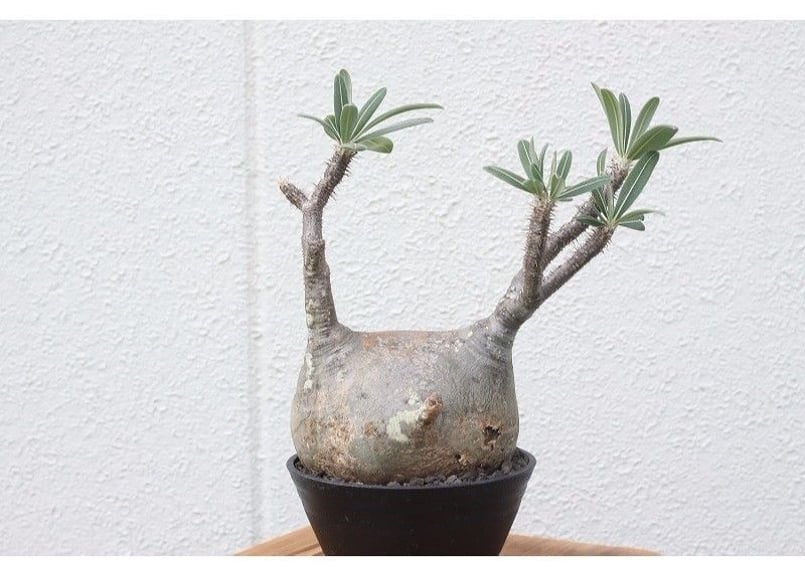 パキポディウム グラキリス 超扁平 最高特選大株 | mana's farm:塊根