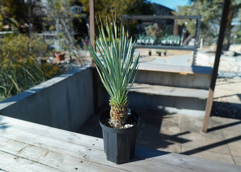 ユッカ ロストラータ | mana's farm:塊根植物・アガベ・ドライガーデン