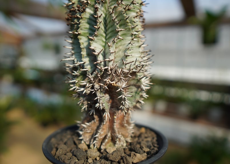 ユーフォルビア ゼブラ ホリダ | mana's farm:塊根植物・アガベ