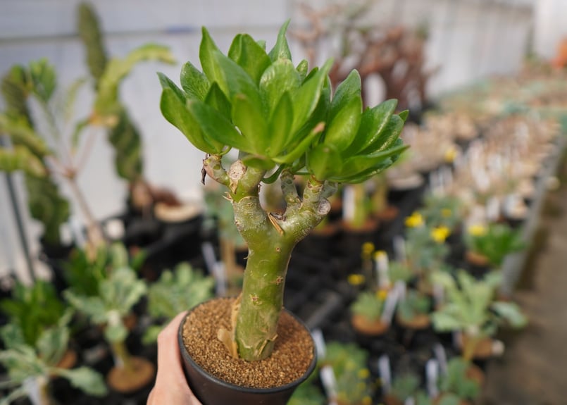 チレコドン パニクラータス 阿房宮 No.2 | mana's farm:塊根植物