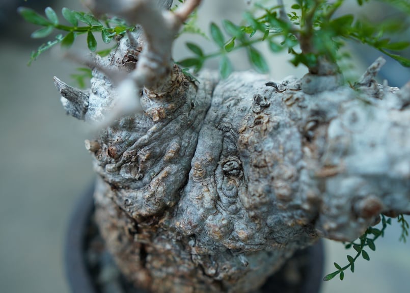 オペルクリカリア パキプス Operculicarya pachypus | mana's f