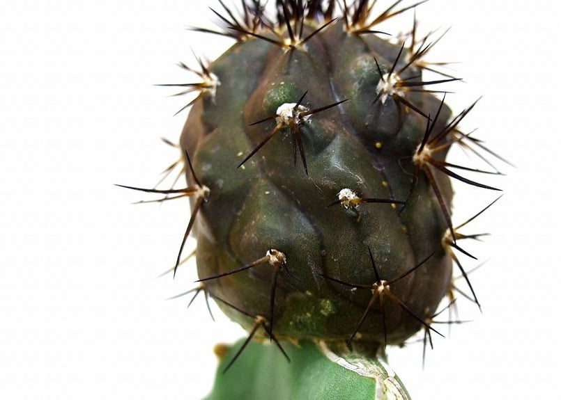 Copiapoa cinerea コピアポア 黒王丸 接ぎ木 | mana's farm:塊