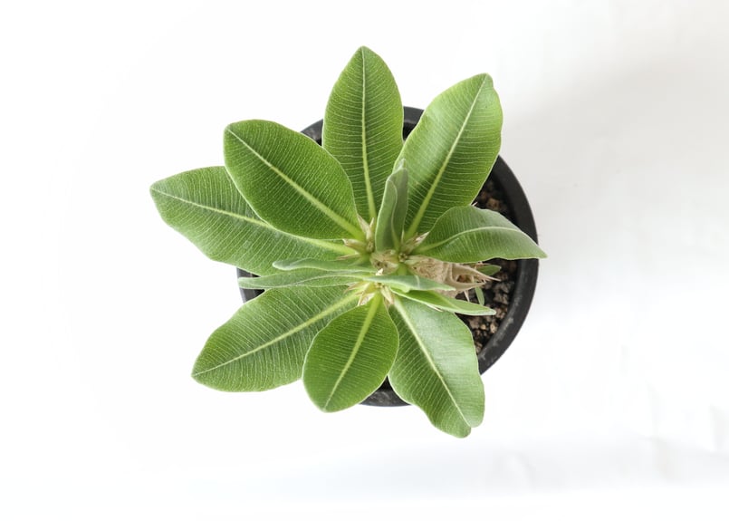 パキポディウム エブレネウム 国内実生株 №2 | mana's farm:塊根植物