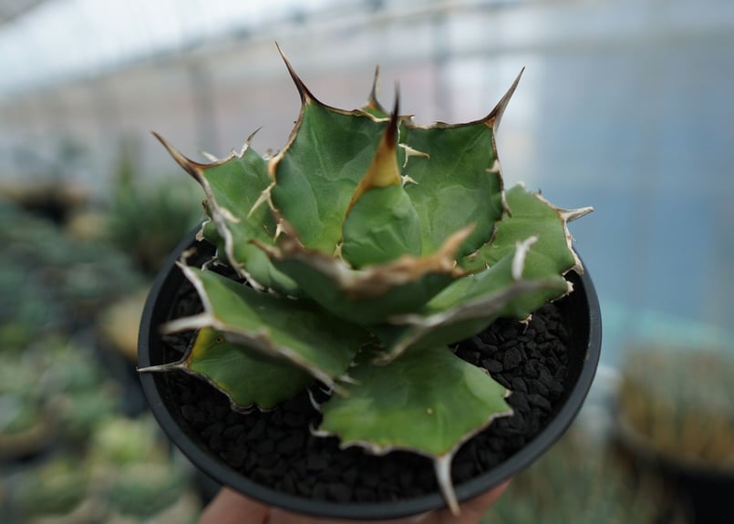 アガベ チタノタ 獅子光 agave titanota lion light | mana'