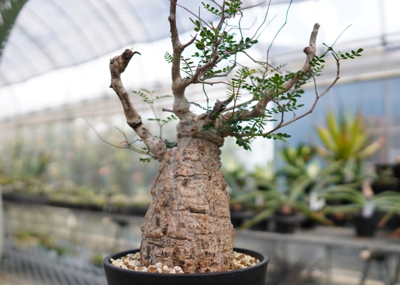 オペルクリカリア パキプス 《2》 | mana's farm:塊根植物・アガベ