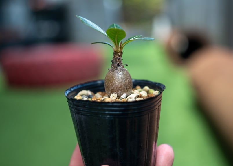 アデニウム ソコトラナム 沖縄実生 | mana's farm:塊根植物・アガベ