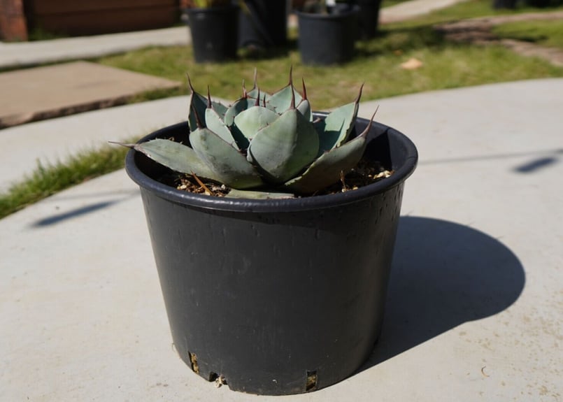 アガベ パリートランカータ NO.2 | mana's farm:塊根植物・アガベ