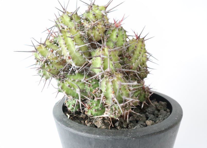 ユーフォルビア ゴイサナ | mana's farm:塊根植物・アガベ・ドライ