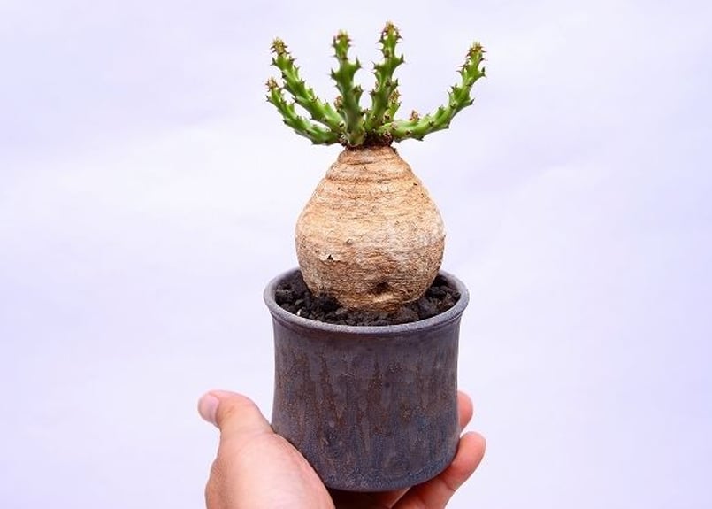 RawLifeFactory】 ユーフォルビア デシドゥア | mana's farm:塊根