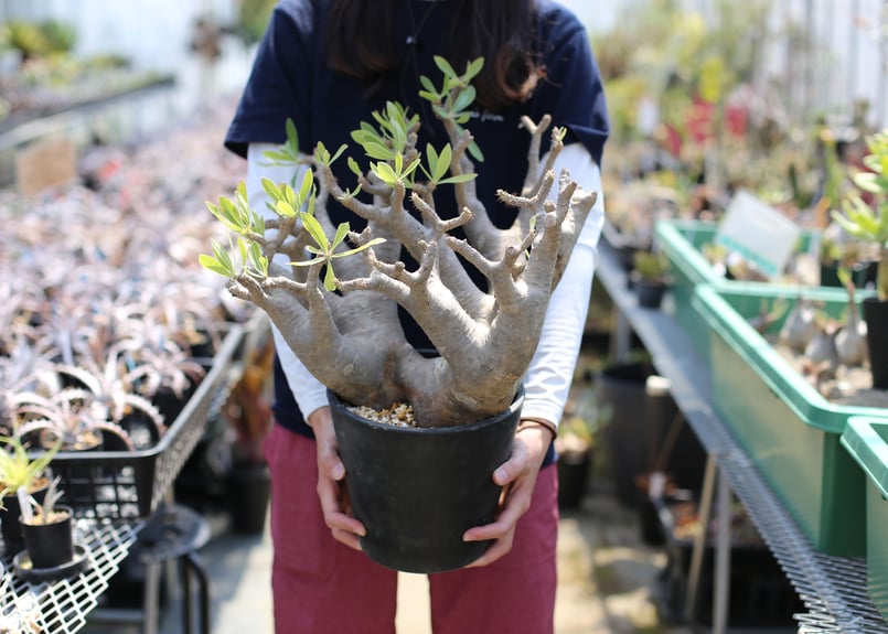 パキポディウム マカイエンセ | mana's farm:塊根植物・アガベ・ドライ