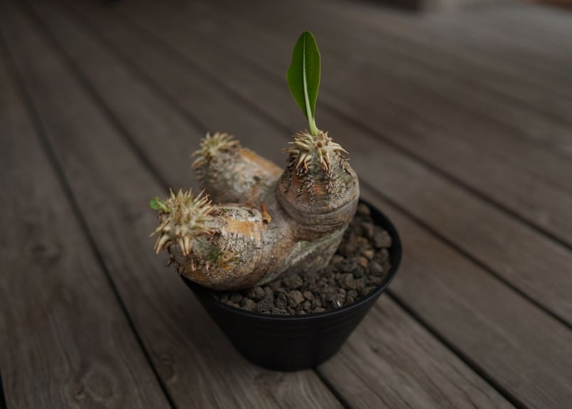 パキポディウム エブレネウム Pachypodium eburneum | mana's fa