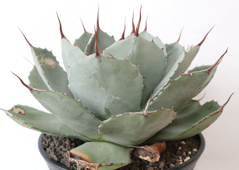 アガベ パリー トランカータ | mana's farm:塊根植物・アガベ・ドライ