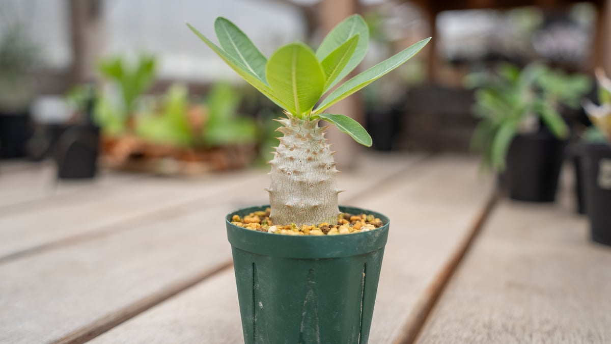 パキポディウム ホロンベンセ | mana's farm:塊根植物・アガベ・ドライ