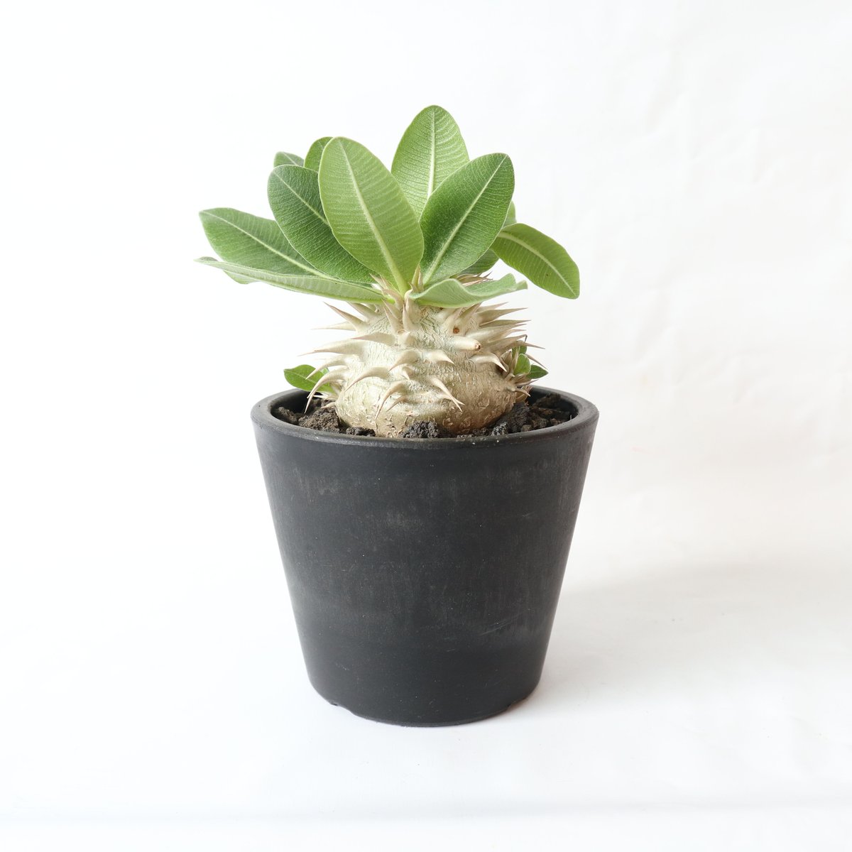 パキポディウム エブレネウム 国内実生株 №2 | mana's farm:塊根植物