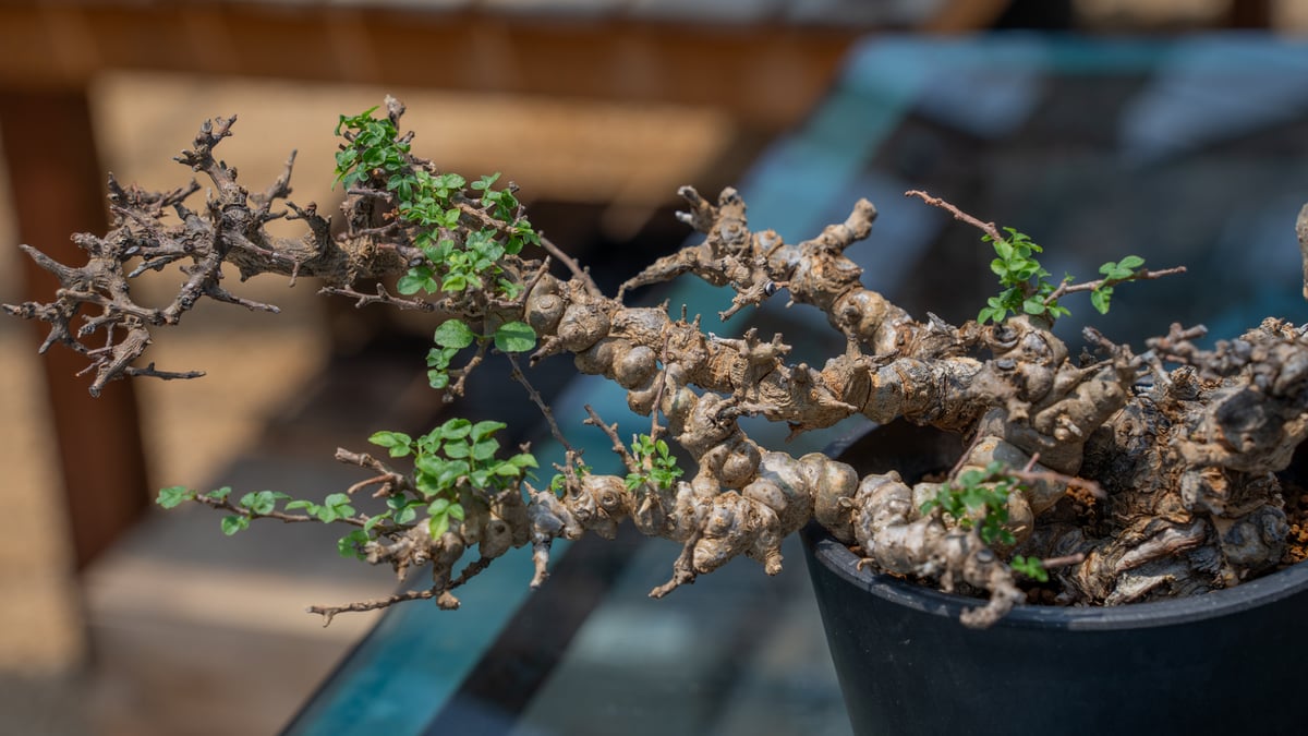 コミフォラ エイル 特選株 | mana's farm:塊根植物・アガベ・ドライ