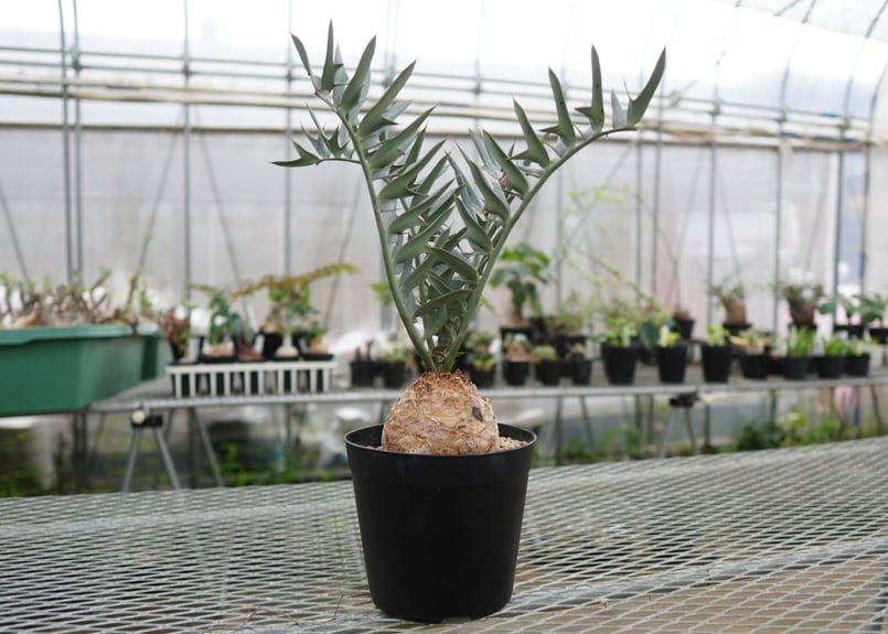 エンセファラルトス ホリダス Encephalartos horridus NO.4 |