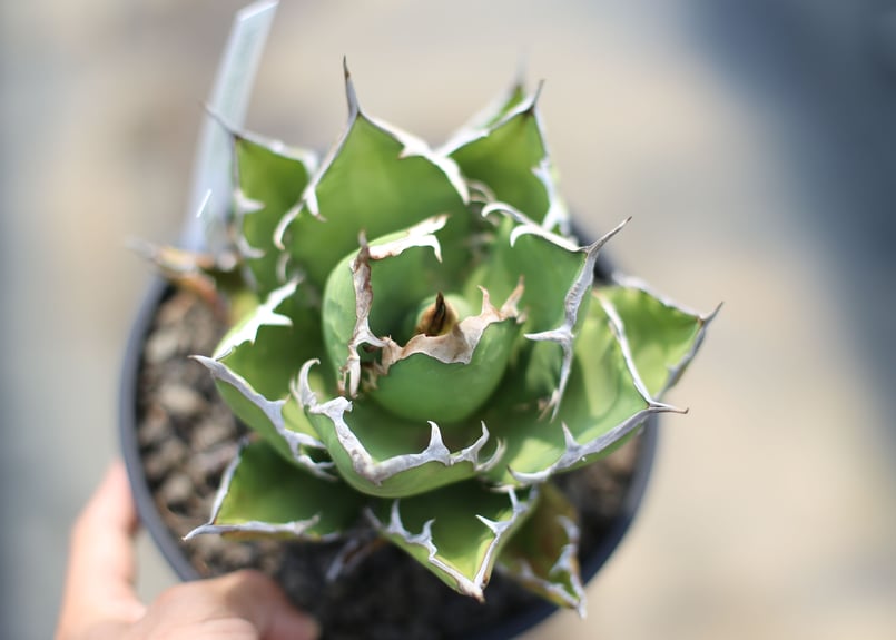 アガベ チタノタ オテロイ | mana's farm:塊根植物・アガベ・ドライ