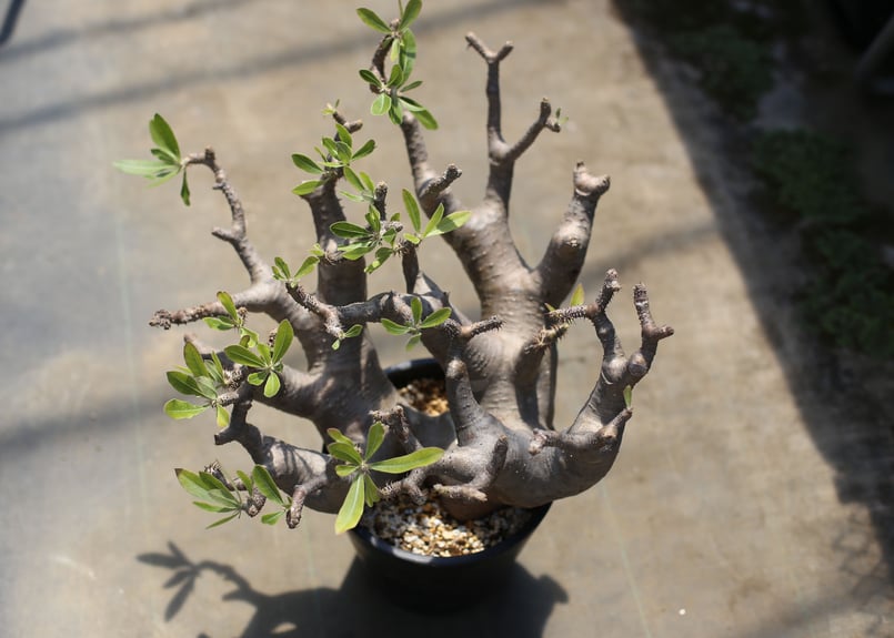 パキポディウム マカイエンセ | mana's farm:塊根植物・アガベ・ドライ