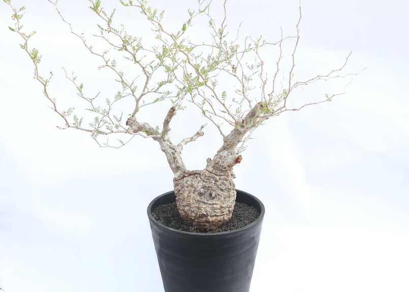 オペルクリカリア パキプス no.4 | mana's farm:塊根植物・アガベ